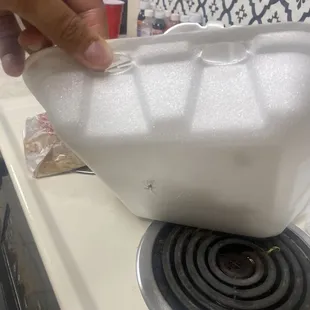 Small brown spider that was alive and in my shrimp fried rice that moved out the box. FRIGHTENING!!!!!