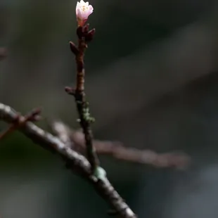 01.09.2025 - First of season cherry blossoms.  Mid elevation.  Bloom just started.