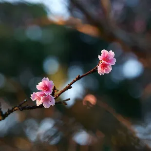2023 Cherry Blossoms (cross the foot bridge from the parking lot) - Shot 01.19.2023