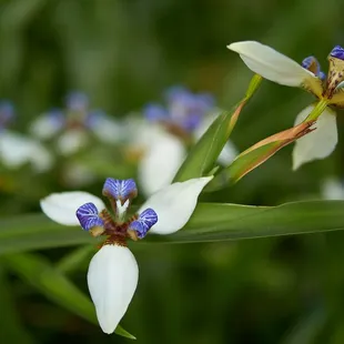 Feb 2022 - Irises in bloom