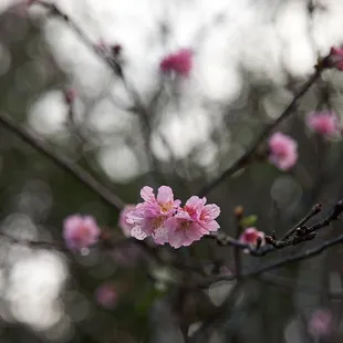 01.03.2023 - First cherry blossoms of the year (Cross the foot bridge in the parking lot)