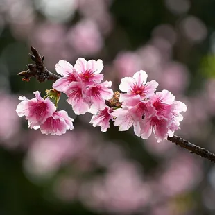 Last of the 2022 cherry blossoms