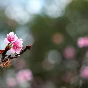 2023 Cherry Blossoms (cross the foot bridge from the parking lot) - Shot 01.19.2023