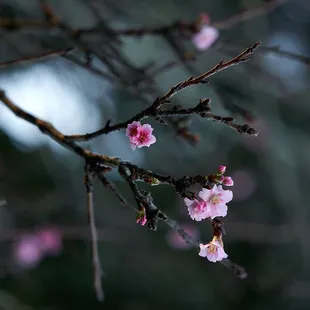 2023 Cherry Blossoms (cross the foot bridge from the parking lot) - Shot 01.19.2023
