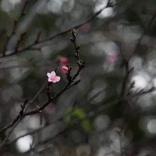 01.03.2023 - First cherry blossoms of the year (Cross the foot bridge in the parking lot)