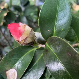 Camellia bud