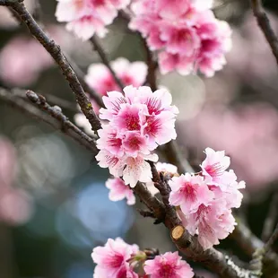 Last of the 2022 cherry blossoms