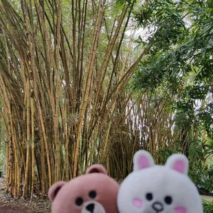 Bamboo!