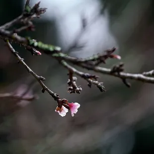 01.09.2025 - First of season cherry blossoms.  Mid elevation.  Bloom just started.