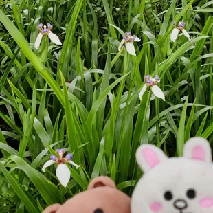 Irises (December 2022)
