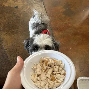 Fresh unsalted grilled white fish for the pup!