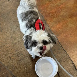 Miso devoured the white fish in 1 minute!