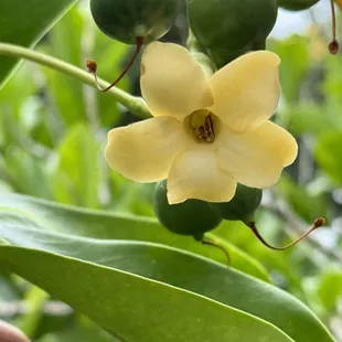 Puakenikeni-smells so good