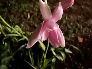 Nalani Plant Services