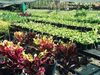 Super Value Nurseries