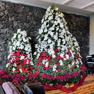 Impressive Christmas trees - those are real white phalaenopsis orchids and red poinsettia plants.