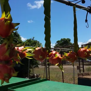 Dragon Fruit...yummy. $5.00 each as of 07.19.2014
