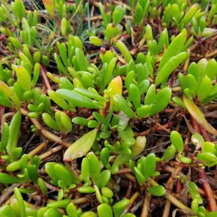 Edible plants