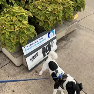 Lowe&apos;s looking at plants while he looks at other places to walk