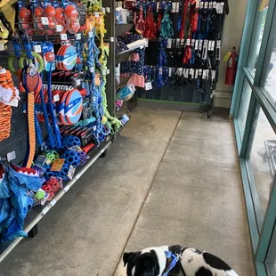 In petco but he&apos;s only interested in saying Hello to other dogs.