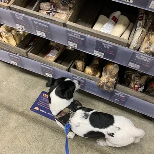 Petco. He might want this snack.
