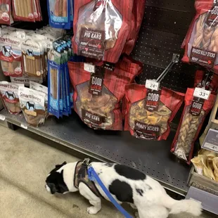 Petco. See if he wants any snacks