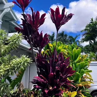 Red ti leaf plants
