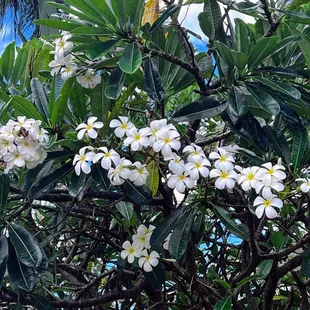Plumeria tree