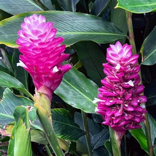 Pink torch ginger