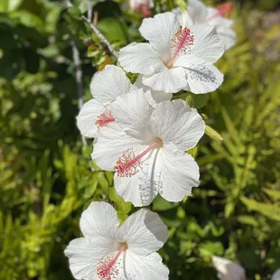 Native White Hibiscus...
