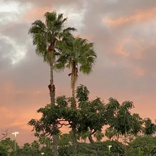 Orange skies and palm trees, beautiful 1-8-22