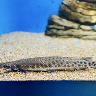 Didn't have a label. Maybe an alligator gar?