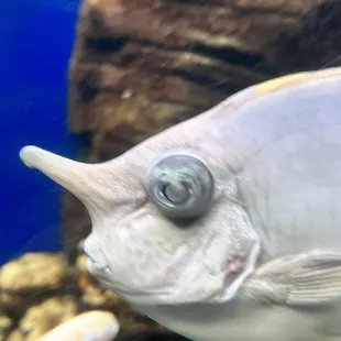 The Unicorn Fish.  Looks mean