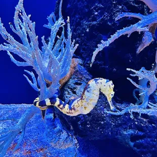 Seahorse