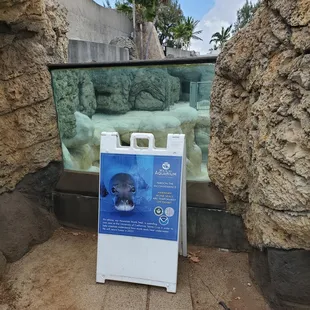 Hawaiian Monk Seal in California for vacation. Coming back 2023.