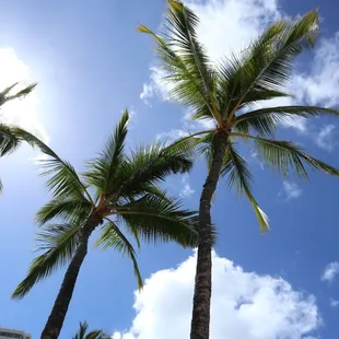 palm trees against a blue sky