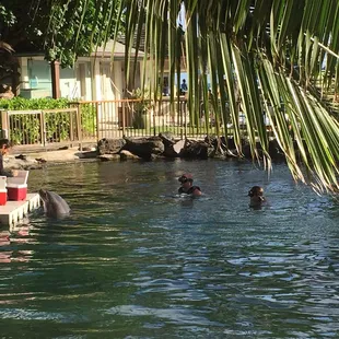 Dolphins &amp; Tea Tour - The Kahala Hotel &amp; Resort