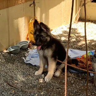 a puppy sitting under a tree
