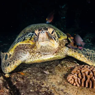 Waikiki Dive Center