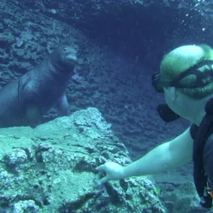 Hawaiian monk seal