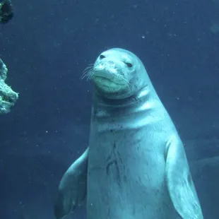 More Hawaiian monk seals