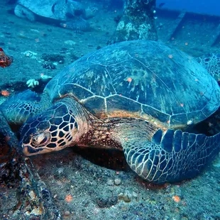 honu
