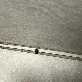 Roach found in bathroom