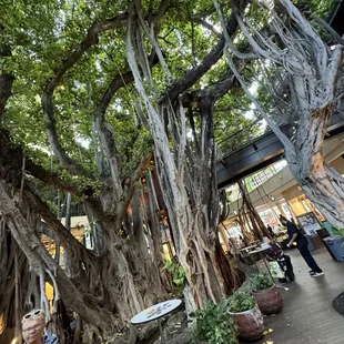 The Banyan Tree at International Market Place