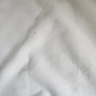 This was found upon arrival...neatly tucked under the blanket!