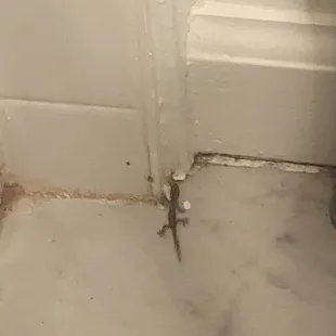 You will find baby lizards in your room!