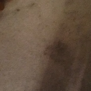 carpet stains