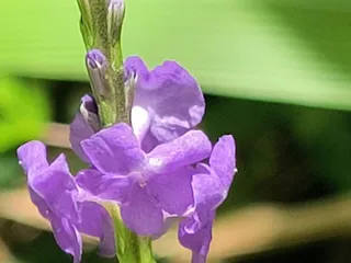 Moanalua Valley Trail