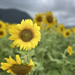Sunflower blowing in the wind