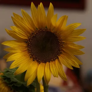 Nce sunflower *10/21/21